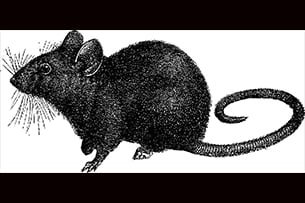 Rats and disasters