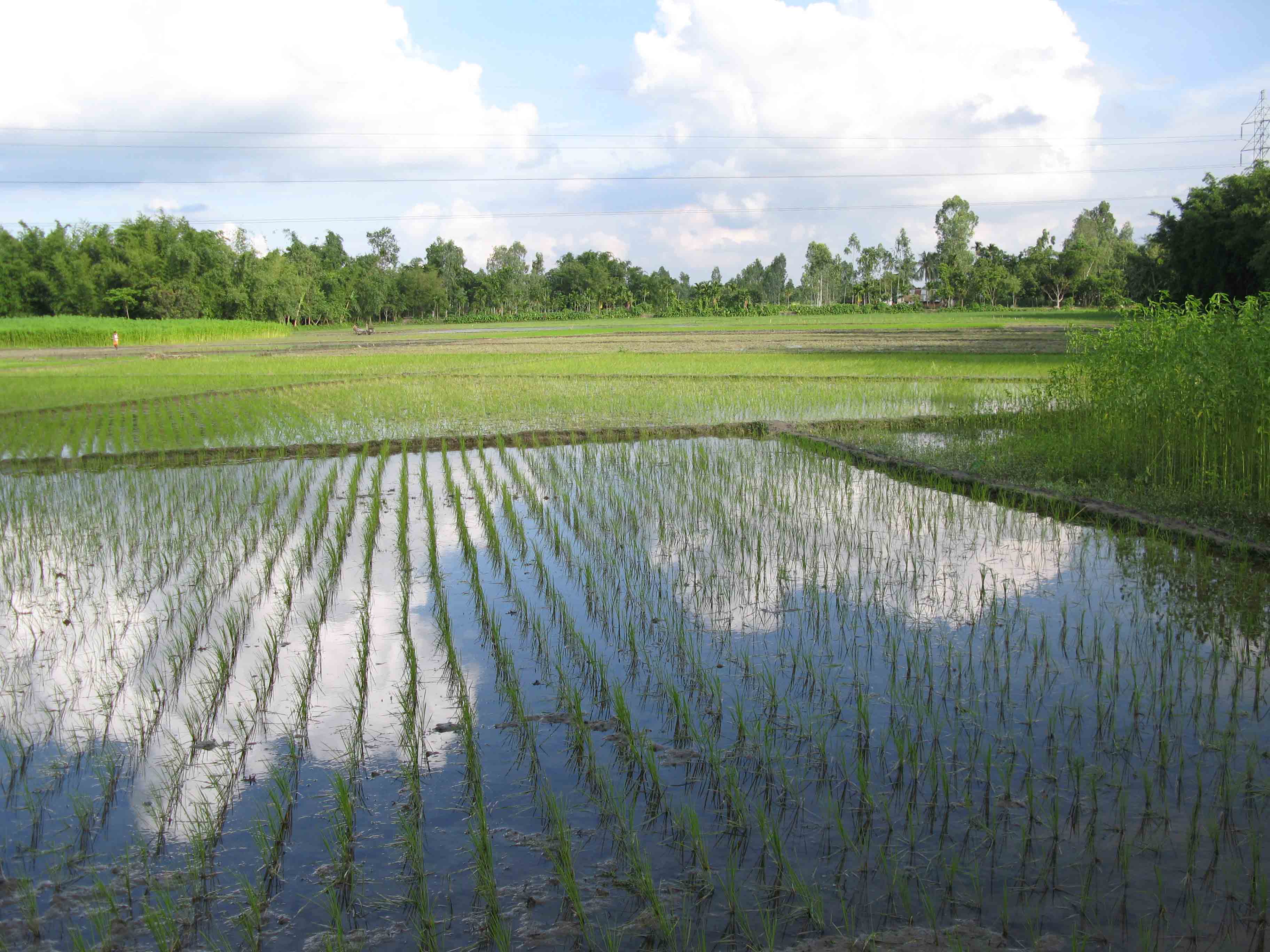 SAFE in Bangladesh